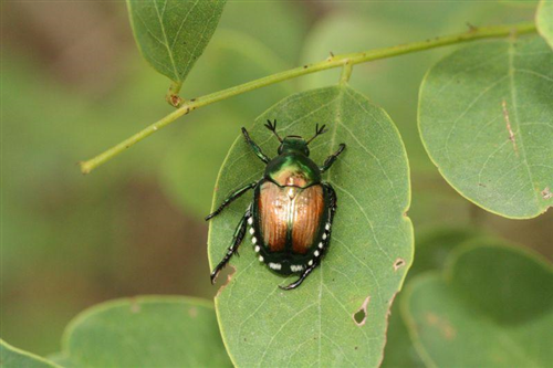 AVVISO â€“ COLEOTTERO GIAPPONESE (Popillia japonica)