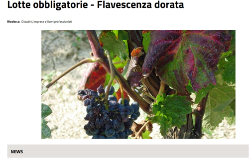 Flavescenza dorata della vite â€“ Aggiornamento delle misure fitosanitarie di emergenza e prescrizioni per il contrasto- Piano operativo anno 2026